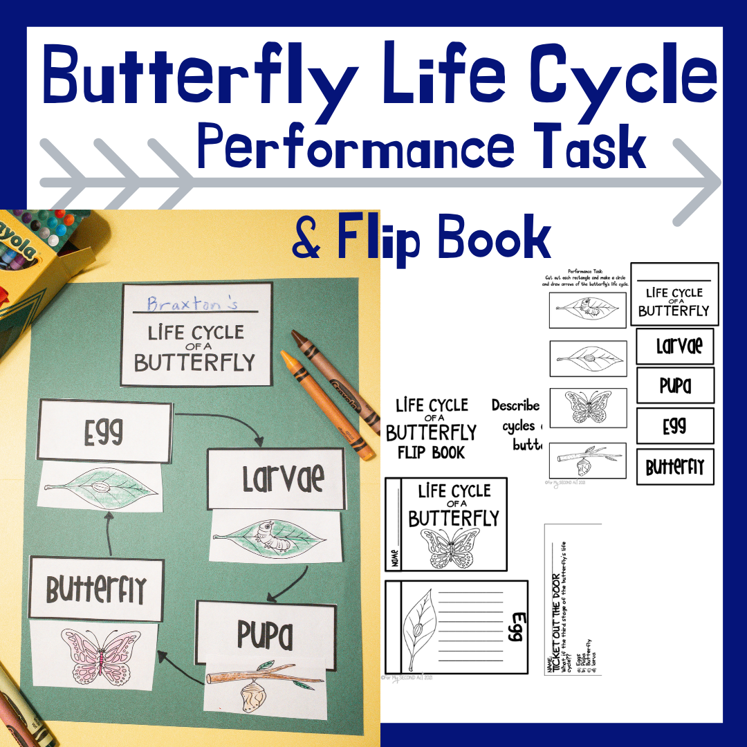 life-cycle-of-a-butterfly-second-grade